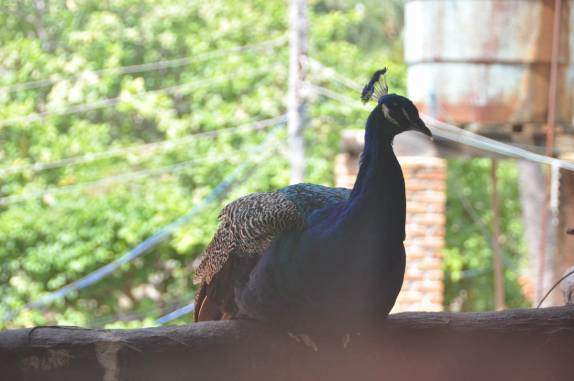 Um dos habitantes do Rancho do Buna, em Atins, nos Lençóis Maranhenses - MA